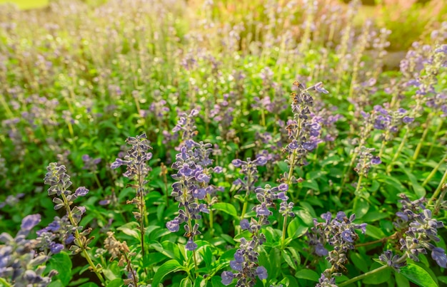 Purple flower field in the garden with morning sunlight in spring.