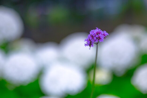 A purple flower in a field of white flowers