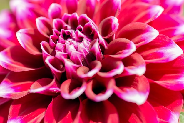 Purple flower garden chrysanthemum closeup macro photo