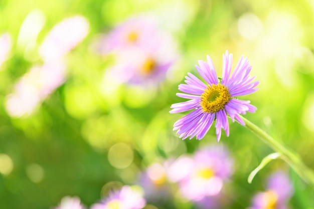 Purple flower in the garden on a green background. Spring and summer backdrop