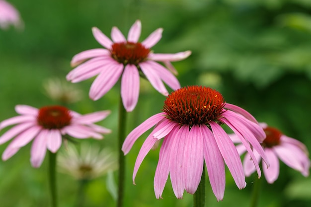 Purple flower in garden summer sunny day Echinacea flower Echinacea purpurea