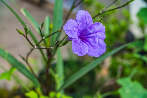 Purple flower in the garden, Waterkanon