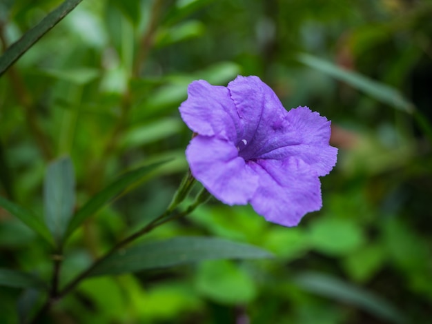 Purple flower in the garden, Waterkanon