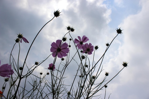 Purple flower in the garden