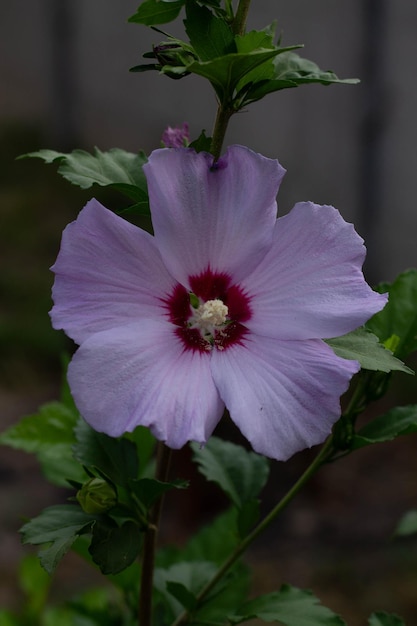 Purple flower in the garden