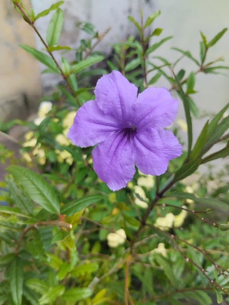 A purple flower is in the foreground and the green leaves are visible.