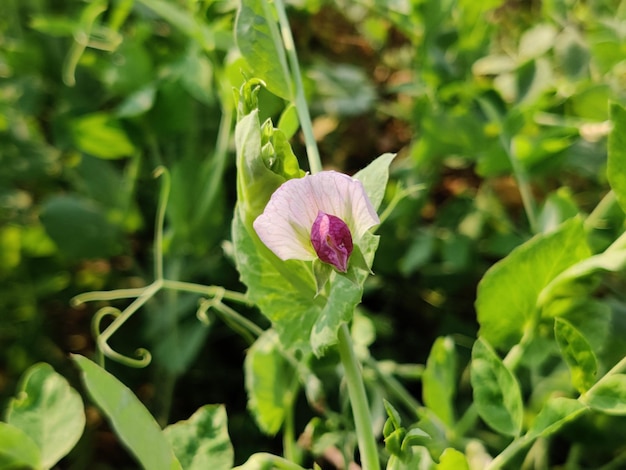 A purple flower is on a green plant in a field of green leaves.