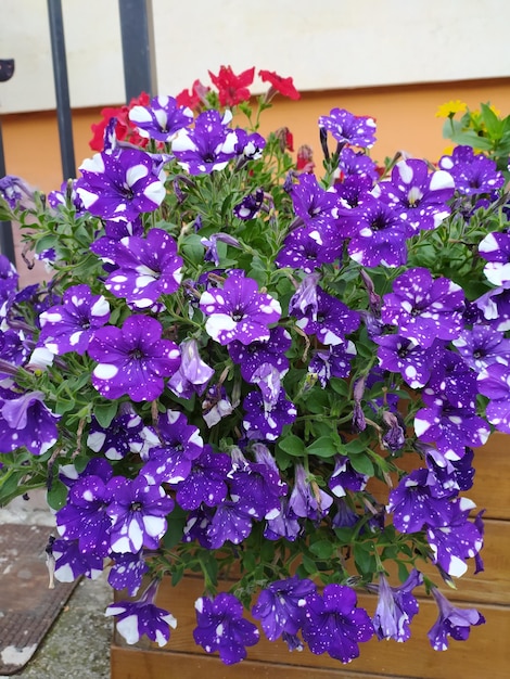 a purple flower is in a vase with purple flowers