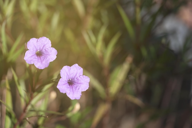 Purple flower Mexican Petunia Ruellia Simplex Flower