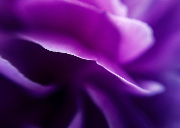 Purple flower petals in macro