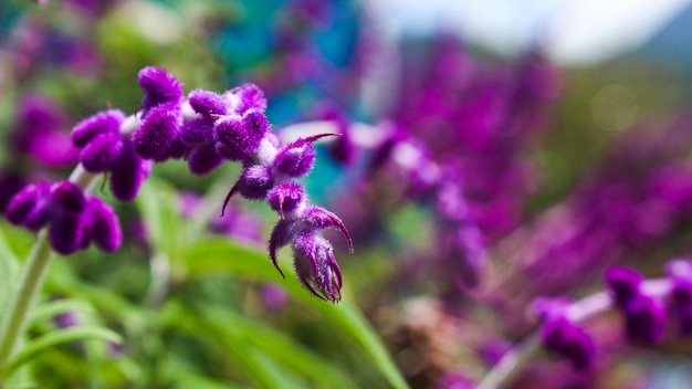 Purple flower salvia leuchanta with blurry bokeh background