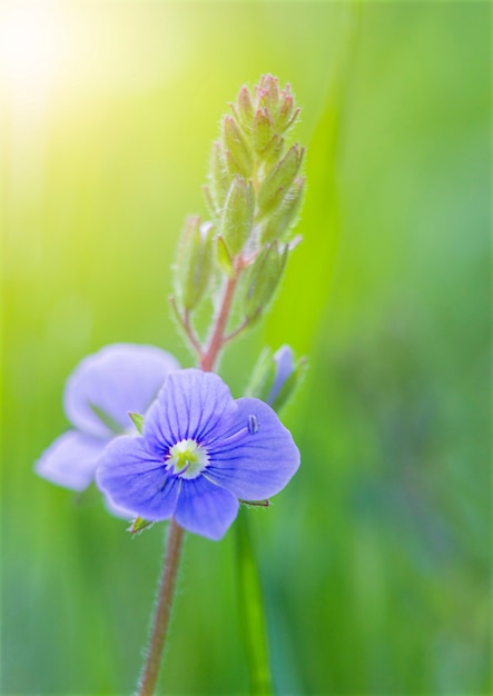 Purple flower under sunbeams on a summer day