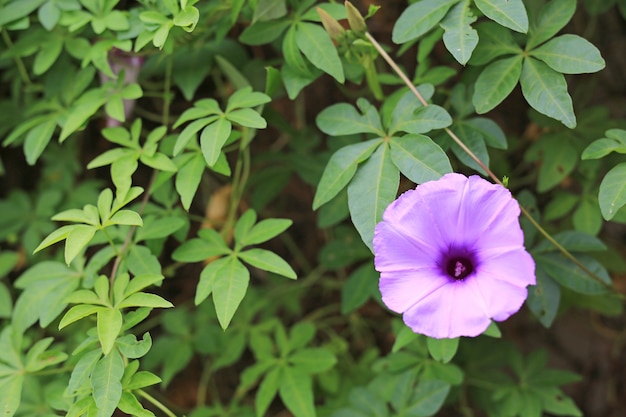 Purple flower which Thai people calls craker plant known as weed and herb.