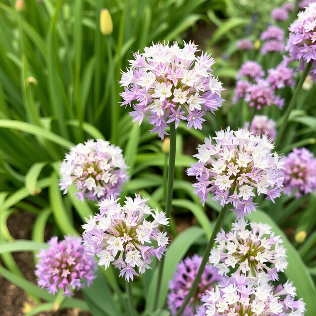 Photo a purple flower with the name of the garden in the center