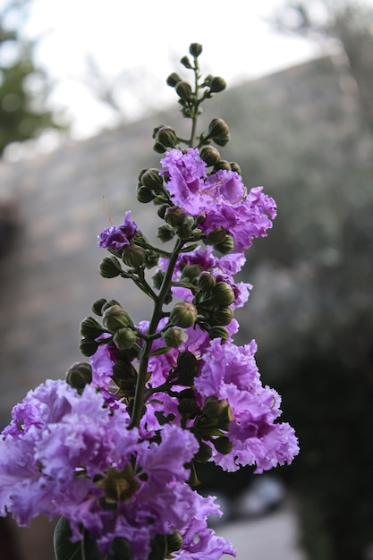 a purple flower with the name rhododendron on it