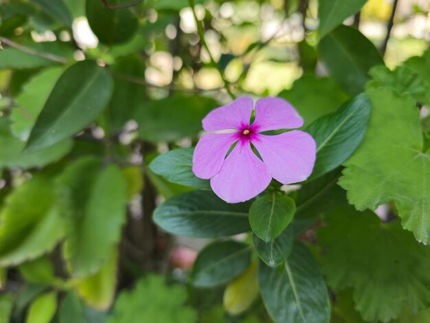 Photo a purple flower with a pink center that says  spring