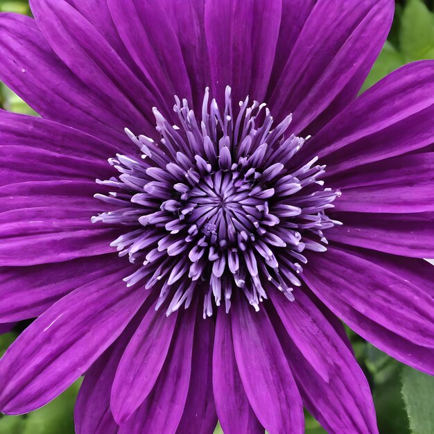 a purple flower with a purple center