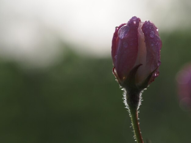 A purple flower with the rain drops on it