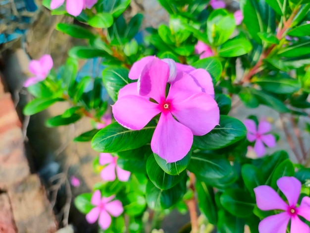 A purple flower with a red center is in the center of the flower.