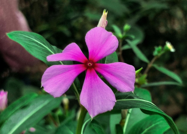 A purple flower with a red center is in a green background.