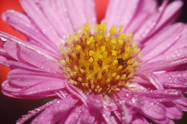 a purple flower with water drops on it