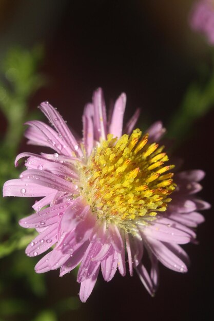 Photo a purple flower with water drops on it