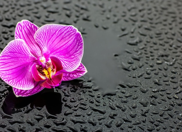 A purple flower with water drops on it