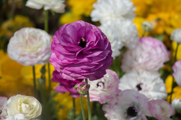 A purple flower with a white center is surrounded by other flowers.