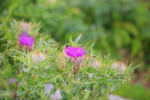 A purple flower with the word thistle on it