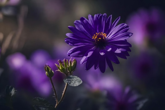 A purple flower with the word wild in the background