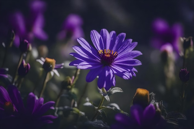 A purple flower with the word wild in the background