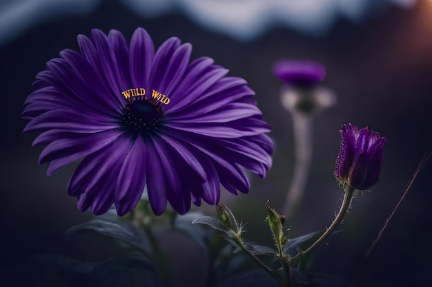 A purple flower with the word wild in the background