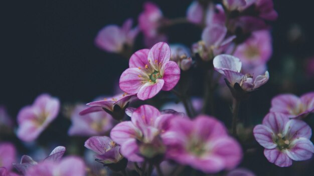 Photo a purple flower with a yellow center and a green center