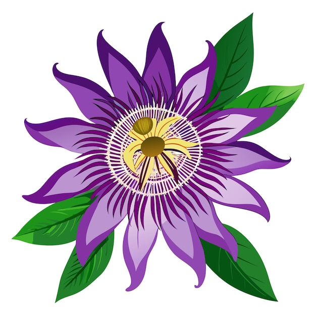 a purple flower with a yellow center and green leaves