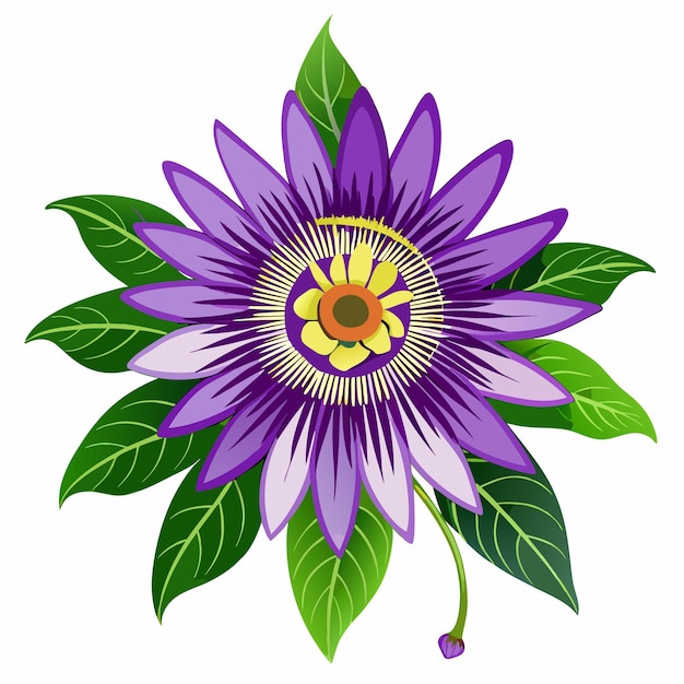 a purple flower with a yellow center and green leaves