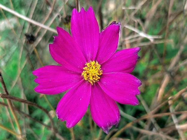 A purple flower with a yellow center is in a field.