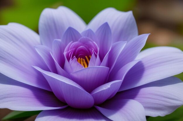 Photo a purple flower with a yellow center and purple petals