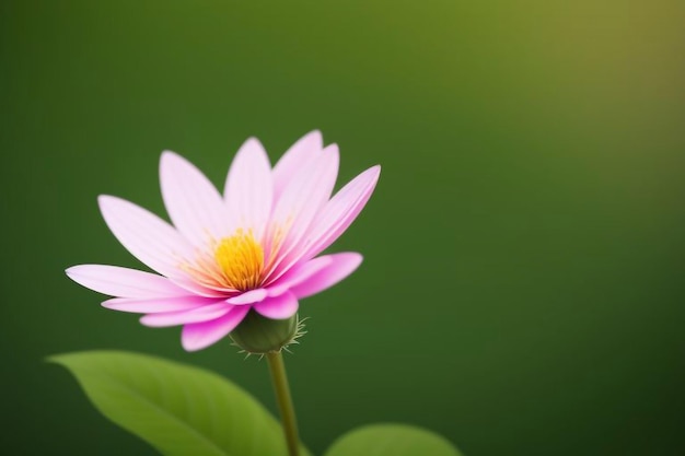 a purple flower with yellow center sits on a green background