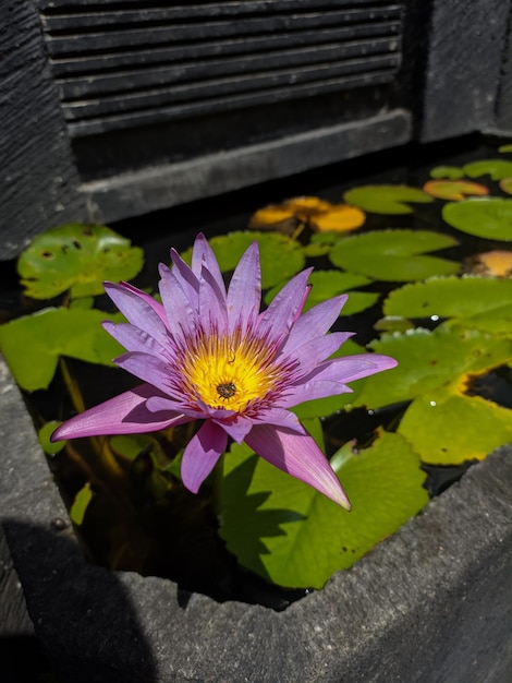 a purple flower with yellow center sits in a pond