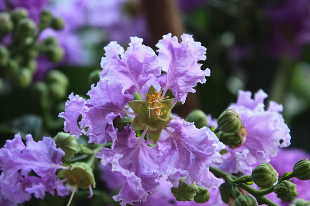 a purple flower with a yellow center that says  spring