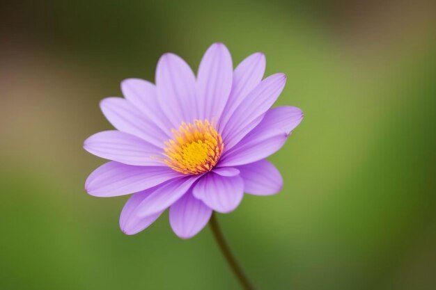 a purple flower with yellow center and the yellow center