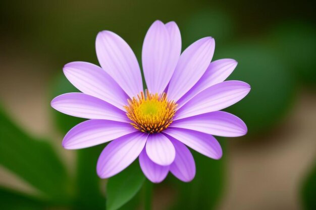 a purple flower with yellow center and the yellow center