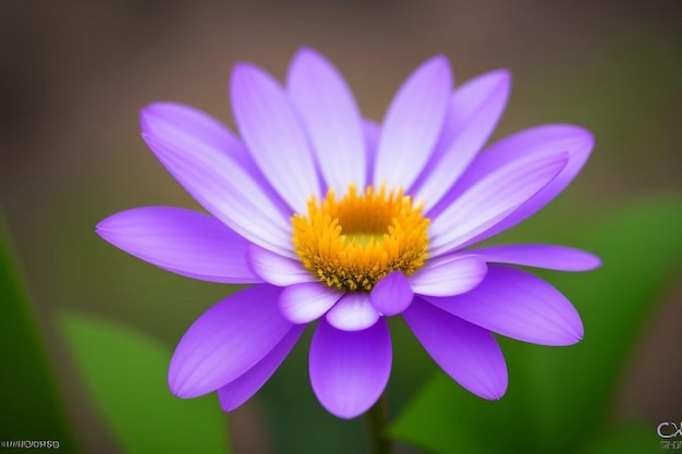 Photo a purple flower with yellow center and a yellow center