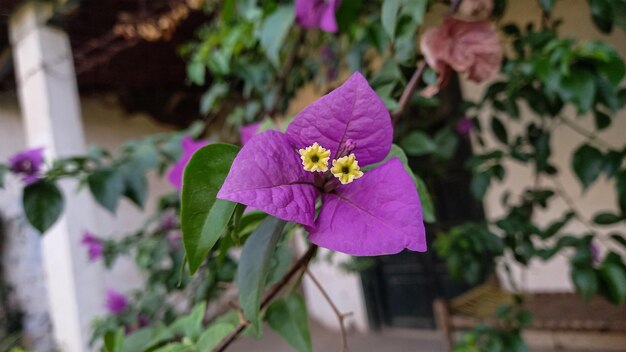 purple flower with yellow center and a yellow center