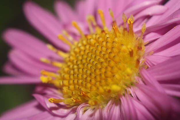 a purple flower with yellow and white petals and the yellow center