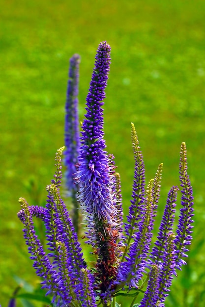 Purple flowering lupine in the park in the summer