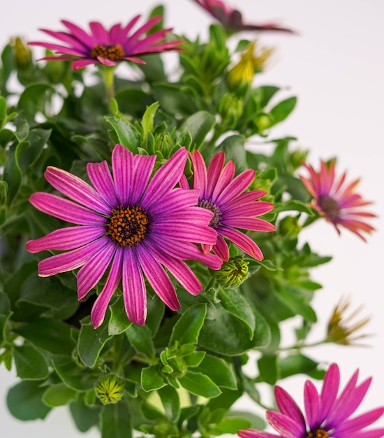 a purple flowering plant called African daisies