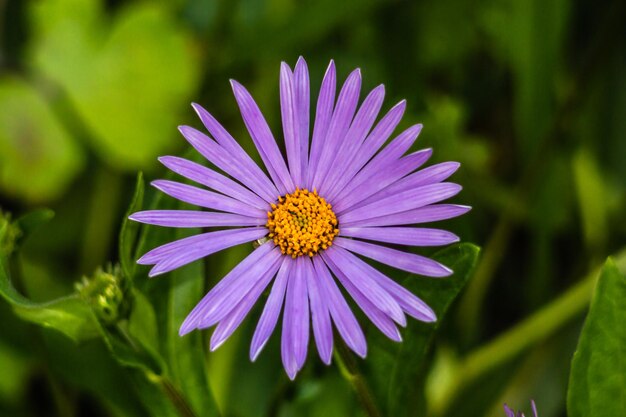 Purple flowers of autumn perennial aster