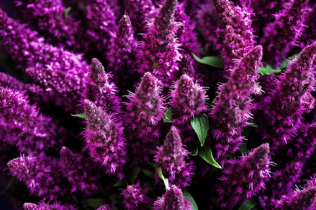 Purple flowers background Closeup of a bunch of purple flowers