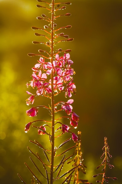 Photo purple flowers of blooming sally or fireweed medical plants